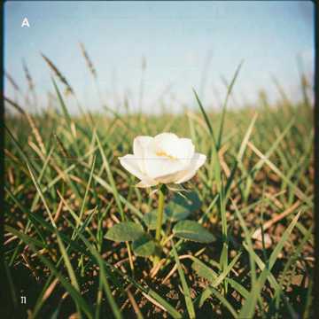Morning Bloom (v2)